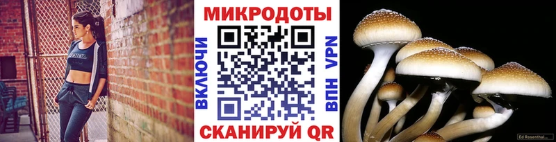 Псилоцибиновые грибы мицелий  Купить закладки  Зеленогорск 